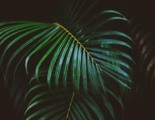 half-image-mielindgruppen-1